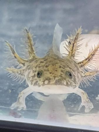 Image 5 of Axolotl for sale Four months old