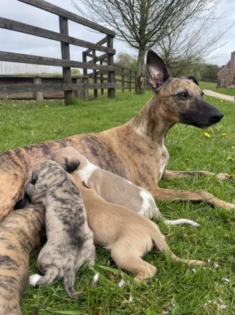 Image 3 of Beautiful KC Registered Whippet Puppies!!