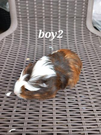 Image 1 of 4 baby boy guinea pigs ready to go