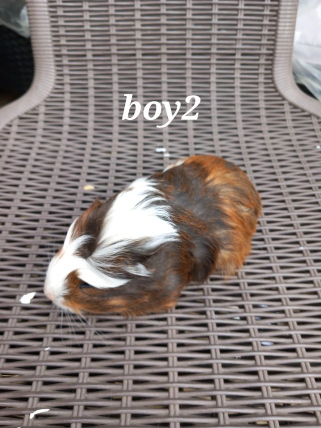 Preview of the first image of 4 baby boy guinea pigs ready to go.