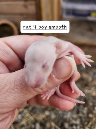 Image 13 of Extremely friendly baby rats ready 17th june