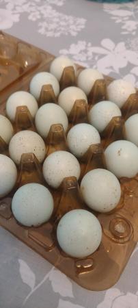 Image 3 of Celadon quail hatching eggs