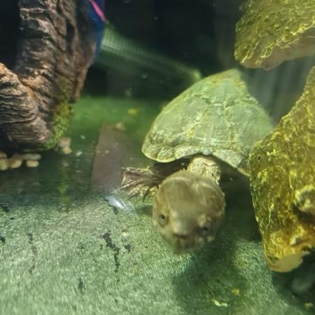 Image 3 of 2 young turtles with tank for sale