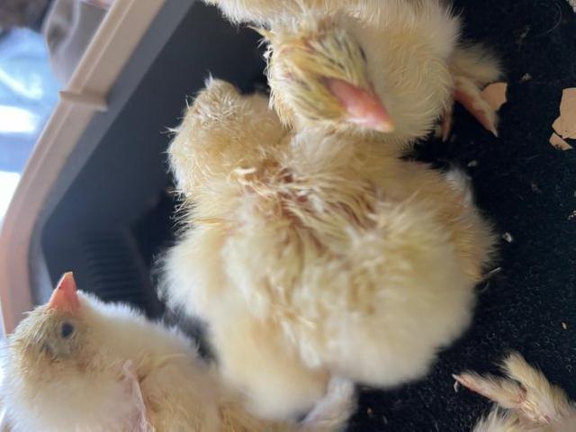 Preview of the first image of Light brahma chicks, large fowl.