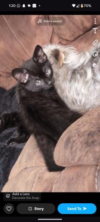 Image 4 of Beautiful black, tabby and brown kittens for sale!