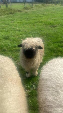 Image 2 of Valais Blacknose registered ewes lambs and ram lamb