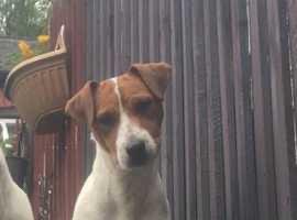 Image 3 of Jack Russell Terrier For Sale