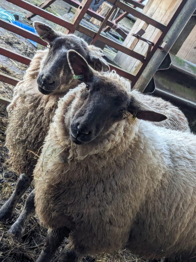 Preview of the first image of Two Suffolk X ,1 year old lambs (both neutered).