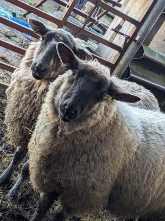 Image 1 of Two Suffolk X ,1 year old lambs (both neutered)