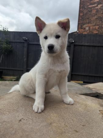 Image 1 of Stunning Husky-Akita puppies ready for new homes now!