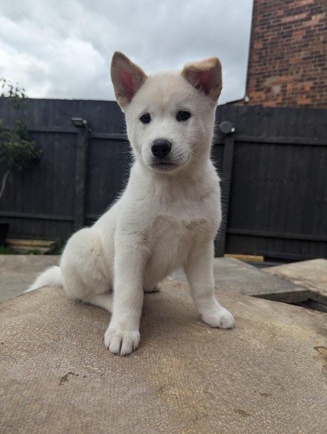 Preview of the first image of Stunning Husky-Akita puppies ready for new homes now!.