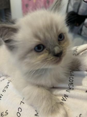 Image 11 of ALL SOLD Ragdoll kittens