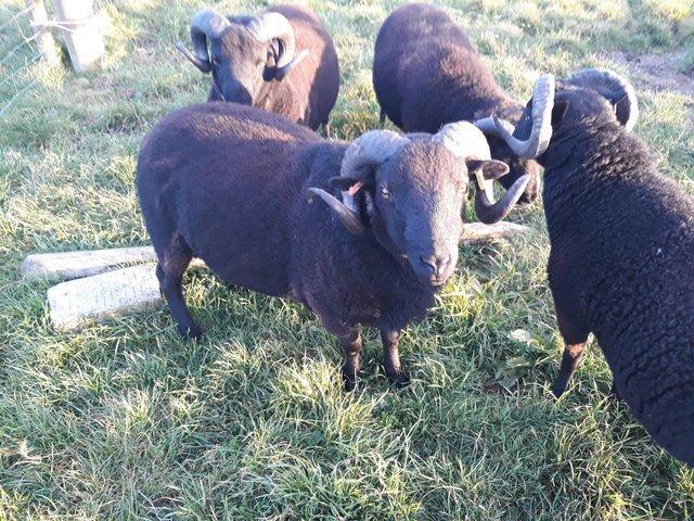 Preview of the first image of Black Welsh Mountain Breeding Shearling Ram.
