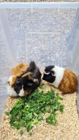 Image 8 of Adorable baby Guineapig's for sale.