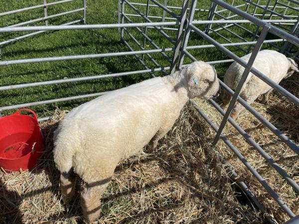 Image 8 of Pedigree Southdown ram lambs