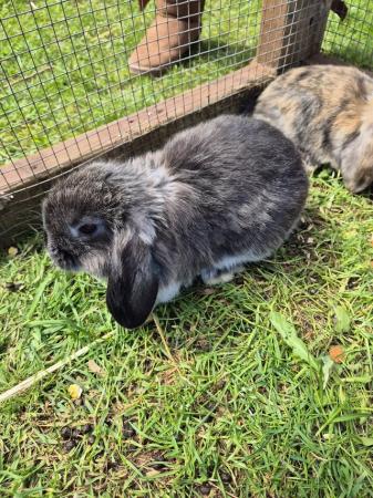 Image 6 of Mini lops for sale need gone asap