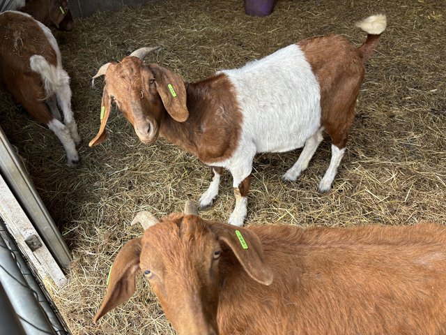Preview of the first image of 3 nanny goats 18 months old boers.