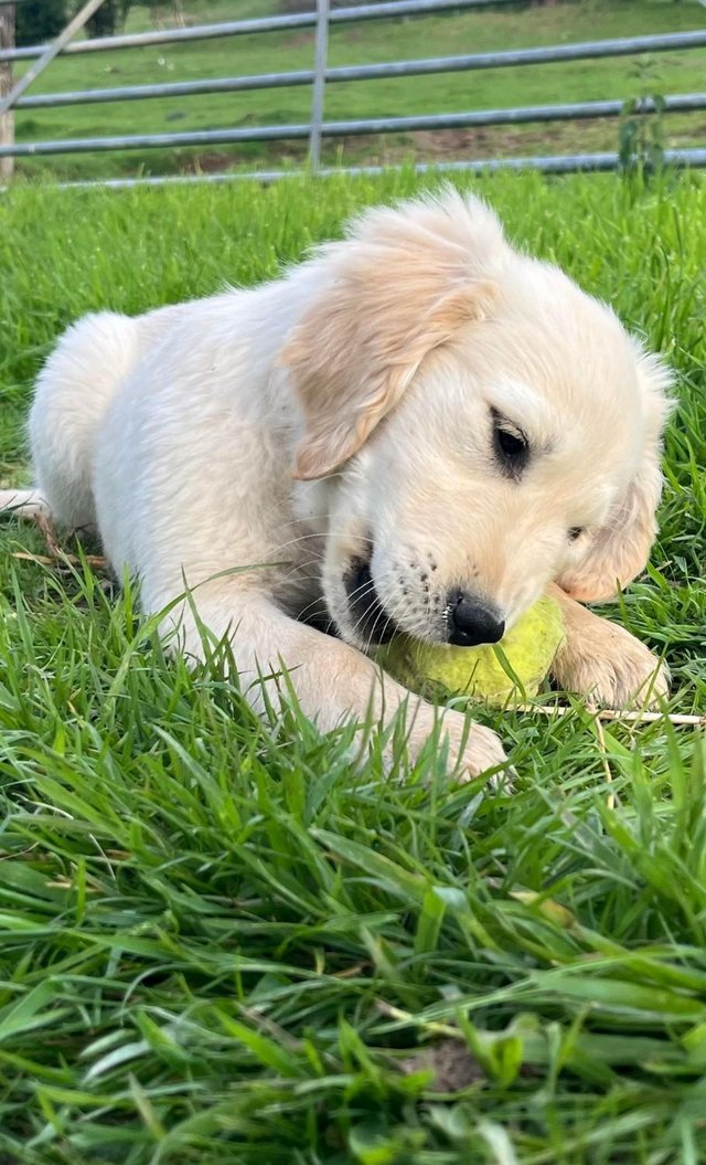 Preview of the first image of Fully Vaccinated KC Registered Golden Retriever Puppies.