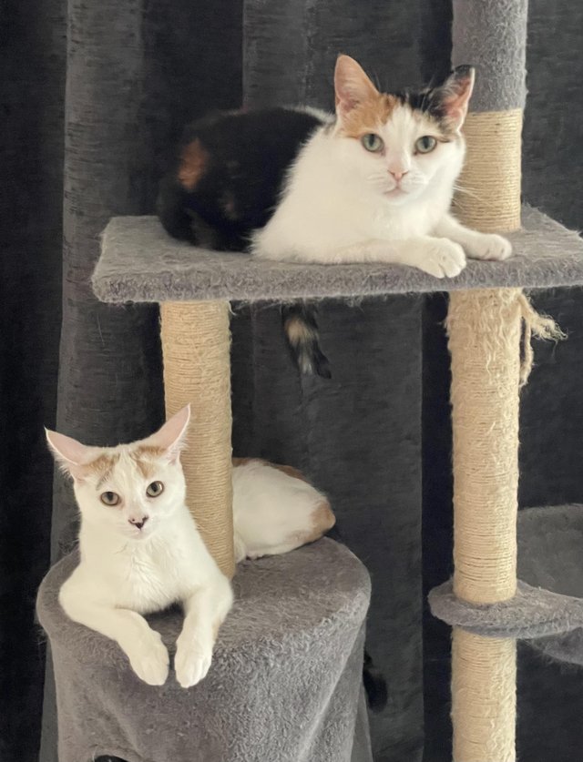 11month old cat for rehoming — photo 2 of 4
