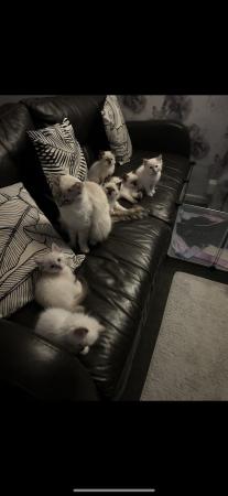 Image 1 of *READY NOW* Ragdoll kittens