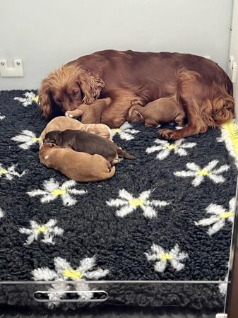 Image 3 of Cocker Spaniels from DNA tested parents
