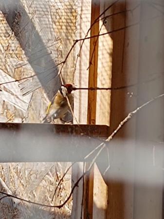 Image 3 of Goldfinch & Canaries one year old