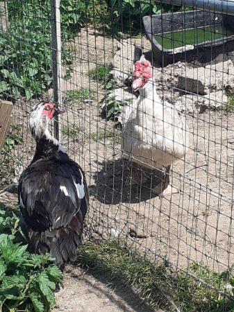 Image 2 of Muscovy drakes to good homes only