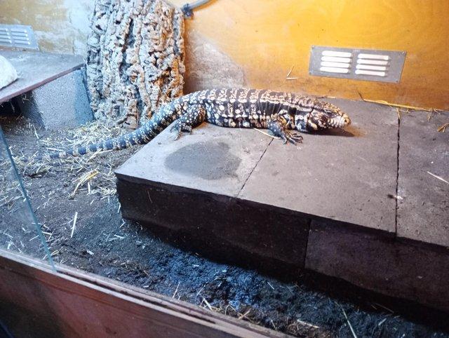 Preview of the first image of Adult Female Tegu with very large enclosure.