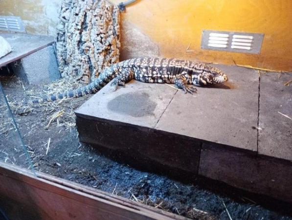 Image 1 of Adult Female Tegu with very large enclosure