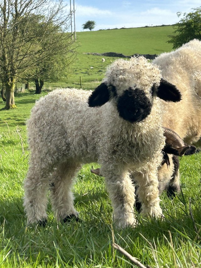 Preview of the first image of Pure Swiss valais blacknose ewe lamb.
