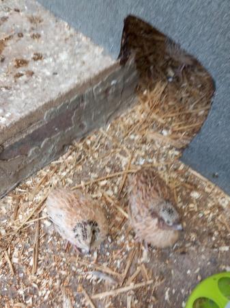 Image 3 of Coturnix quails free to good home