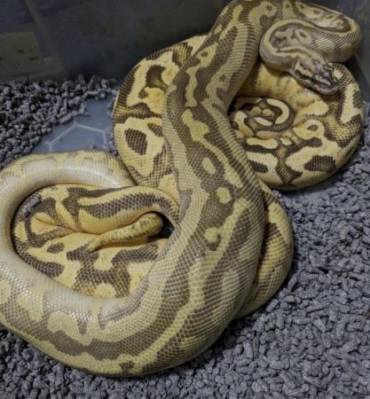 Image 4 of Various Royal Pythons, proven adults and surplus hatchlings