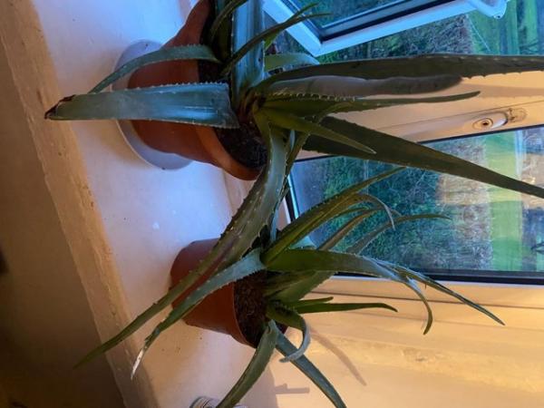 Image 1 of Large, Mature, Aloe Vera Plant