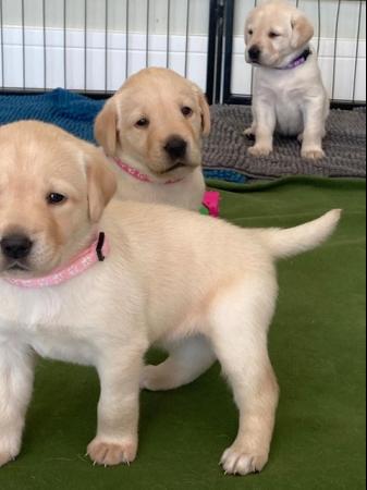 Image 3 of Purebred Labrador puppies