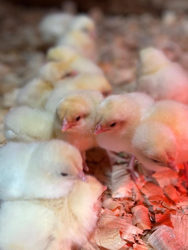 Preview of the first image of Light Sussex Chicks (Un-Sexed).
