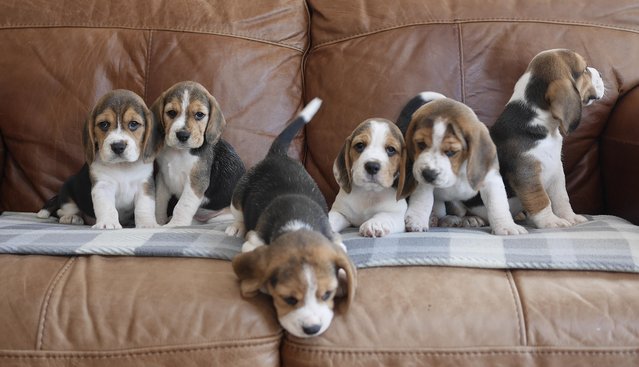 Image 4 of Beautiful Health Tested Beagle Puppies