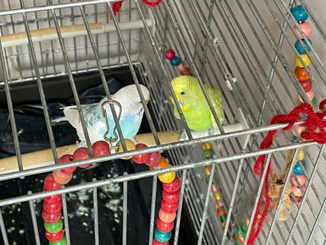 Preview of the first image of Two Budgies (Male+Female) +Cage+Brid Toys.