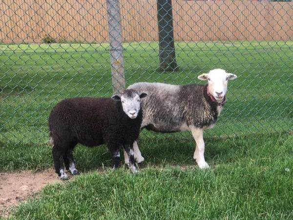 Image 1 of Herdwick Ewe lambs and Wethers