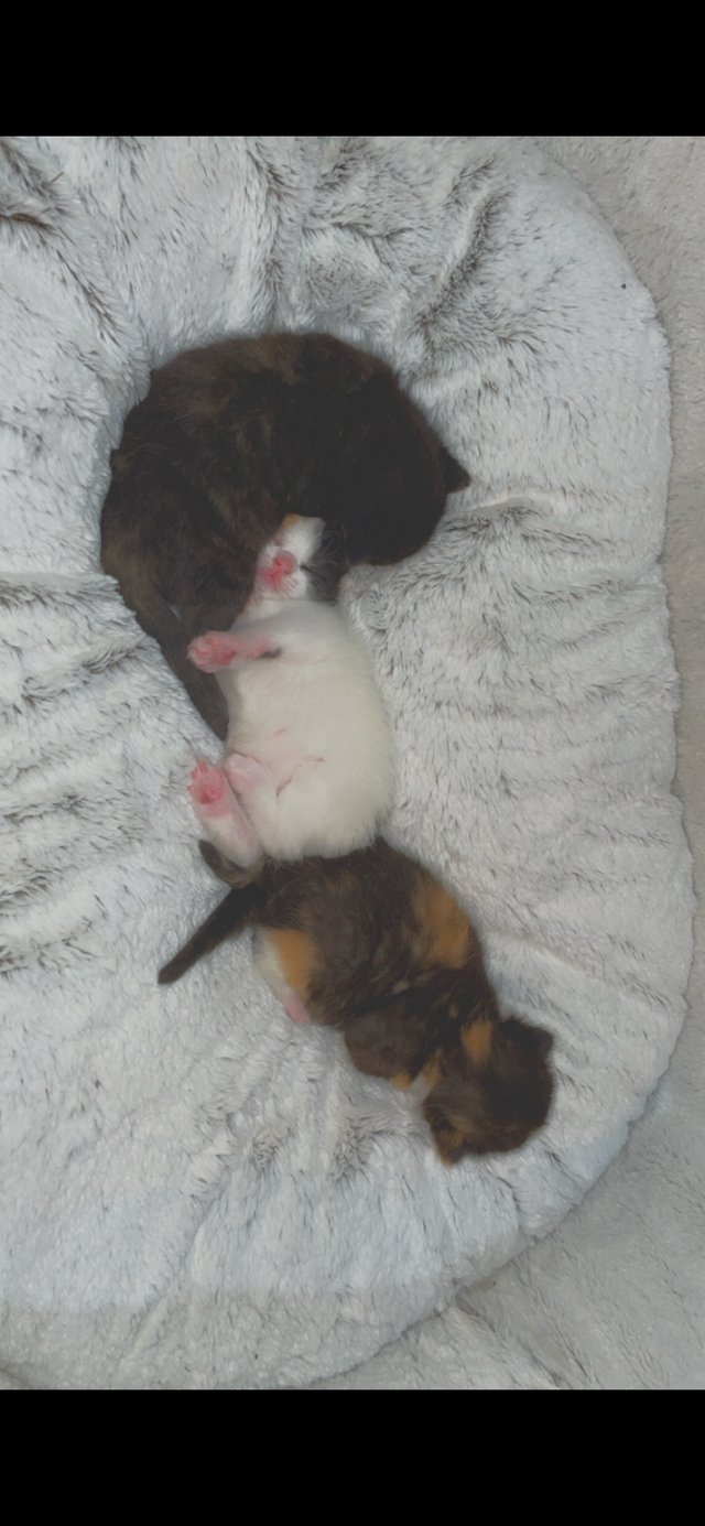 Preview of the first image of Tortoiseshell / calico Kittens.