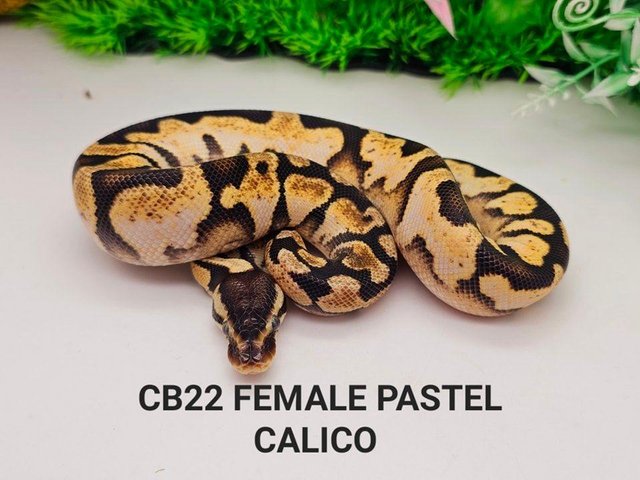 Preview of the first image of Huge royal python list from lincoln reptiles ltd.