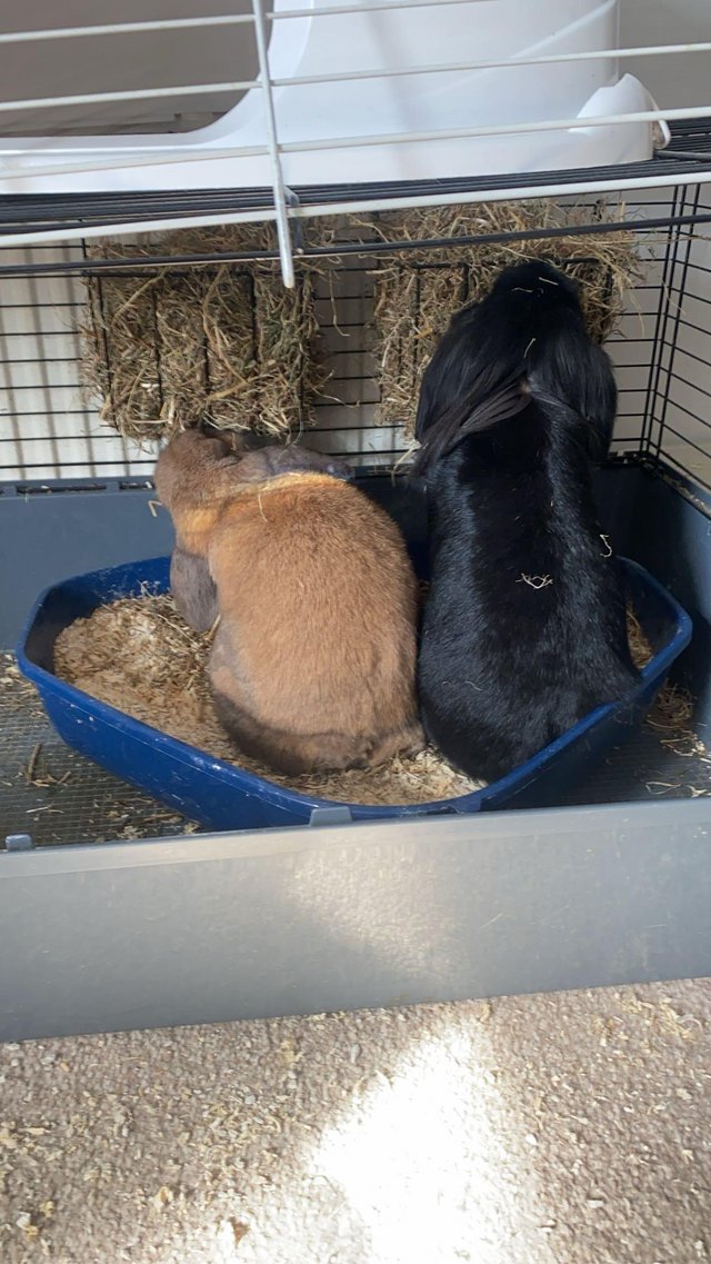 Preview of the first image of 2 bonded male rabbits, both neutered.
