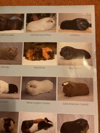 Image 4 of Fur and Feather poster showing 34 Cavy/Guinea Pig varieties