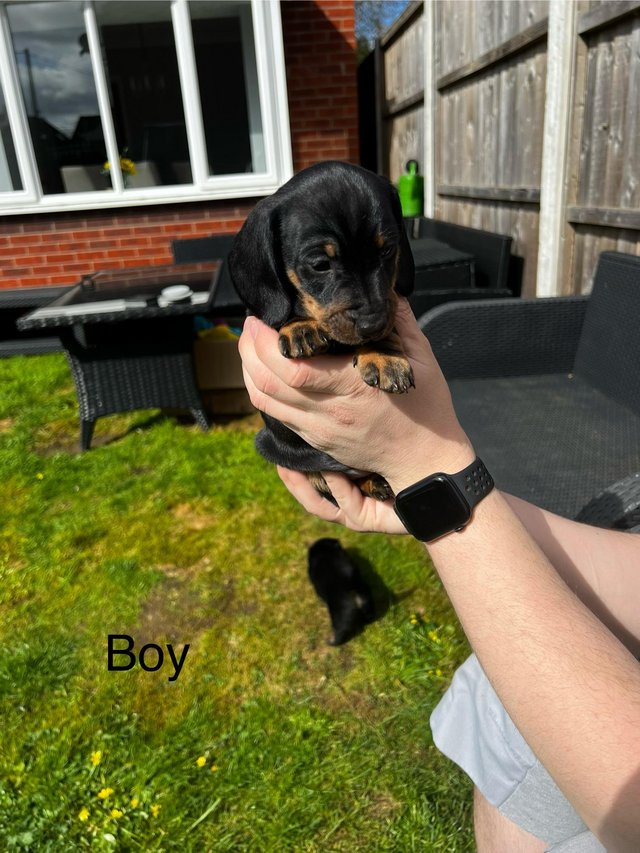 Preview of the first image of 4 gorgeous Black and Tan, Miniature Dachshund Puppies.