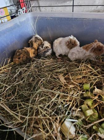 Image 3 of Baby guinea pigs for sale