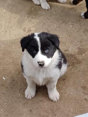 Image 15 of Border collie puppies farm reared