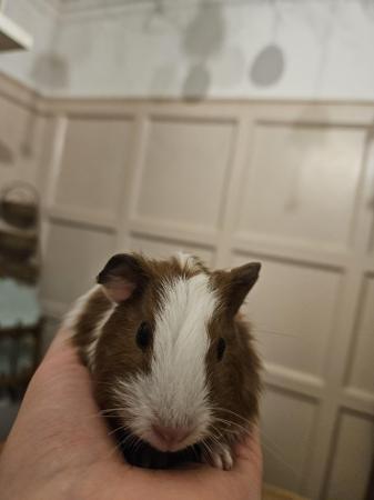 Image 2 of 5 guinea pigs for sale, Male/Female