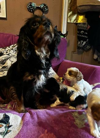 Image 6 of Cavalier King Charles spanielsReady Now !!!
