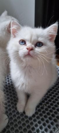 Image 3 of Pedigree british shorthair kittens