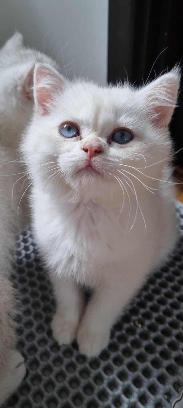 Preview of the first image of Pedigree british shorthair kittens.