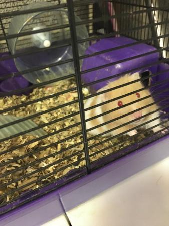 Image 4 of Hamster and cage and accessories